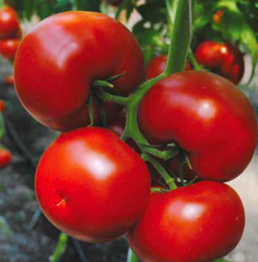 Бодерін F1 - насіння томата, 500 шт, Syngenta 42215 фото