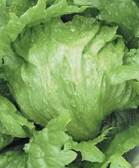 Робінсон - насіння салату, 1000 шт (драже), Hazera 76502 фото