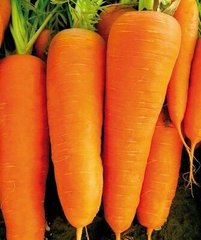 СВ 7381 F1 - семена моркови, Seminis описание, фото, отзывы