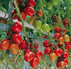 Гранадеро F1 - насіння томата, 250 шт, Enza Zaden 11210 фото