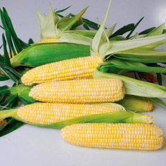 Ксанаду (Нирвана) F1 - семена кукурузы биколор, 5000 шт, Hazera 46110 фото