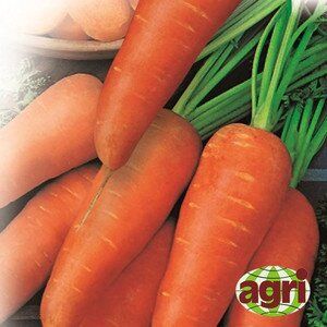 Морковь Катрин, 500 г, Agri Saaten 1077097001 фото
