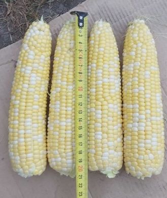 Ксанаду (Нірвана) F1 - насіння кукурудзи біколор, 5000 шт, Hazera 46110 фото