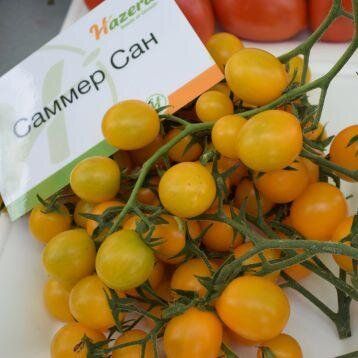 Саммер Сан F1 - насіння томата, 250 шт, Hazera 58782 фото