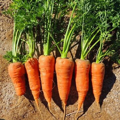 Шантане Ред Коред - семена моркови, 500 г, Hazera 44523 фото