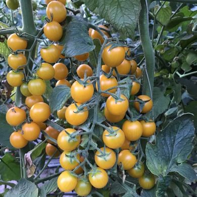 Саммер Сан F1 - насіння томата, 250 шт, Hazera 58782 фото