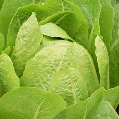 Айвона - насіння салату, 5000 шт (драже), Rijk Zwaan 74353 фото