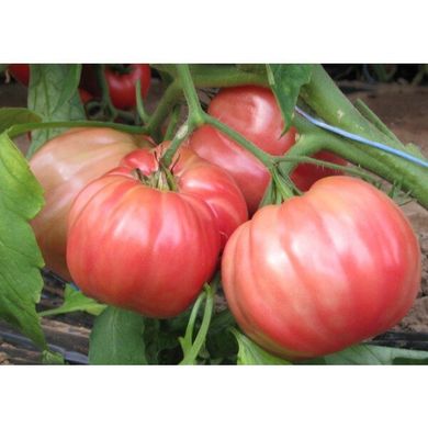 Оксіхарт Бельмонте F1 - насіння томата, 250 шт, Esasem 95198 фото