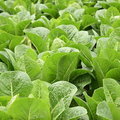 Айвона - насіння салату, 5000 шт (драже), Rijk Zwaan 74353 фото