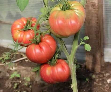 Оксіхарт Бельмонте F1 - насіння томата, 250 шт, Esasem 95198 фото