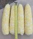 Ксанаду (Нірвана) F1 - насіння кукурудзи біколор, 5000 шт, Hazera 46110 фото 2