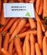 Морковь Морелия F1, 1 000 000 семян (1.6-1.8), Rijk Zwaan 95822 фото 2