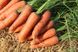 Шантане Ред Коред - насіння моркви, 500 г, Hazera 44523 фото 2