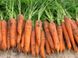 Морковь Трафорд F1, 100 000 семян (1.6-1.8), Rijk Zwaan 1091397684 фото 2