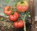 Оксіхарт Бельмонте F1 - насіння томата, 250 шт, Esasem 95198 фото 1