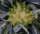Вероника F1 - семена капусты цветной, 2500 шт, Bejo 24417 фото 2