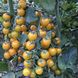 Саммер Сан F1 - насіння томата, 250 шт, Hazera 58782 фото 4