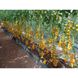 Саммер Сан F1 - насіння томата, 250 шт, Hazera 58782 фото 3