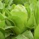 Айвона - насіння салату, 5000 шт (драже), Rijk Zwaan 74353 фото 3