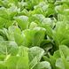 Айвона - насіння салату, 5000 шт (драже), Rijk Zwaan 74353 фото 5
