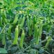Скінадо - насіння гороху, 100 000 шт, Syngenta 77001 фото 1