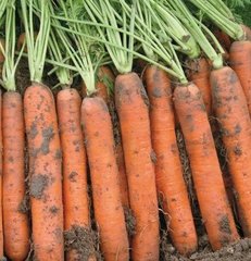Наполі F1 - насіння моркви, 1 000 000 шт (1.6-1.8), Bejo 61838 фото