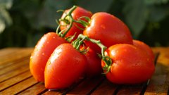 Діно F1 - насіння томата, Clause опис, фото, відгуки