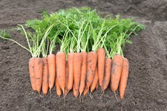 Вита Лонга - семена моркови, 500 г, Bejo 61870 фото