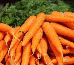 Брилианс F1 - семена моркови, 100 000 шт (1.4 - 1.6), Nunhems 13291 фото