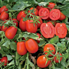 Платон F1 - насіння томата, Lark Seeds опис, фото, відгуки