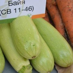 Байя (СВ 11-46) F1 - семена кабачка, Hazera описание, фото, отзывы