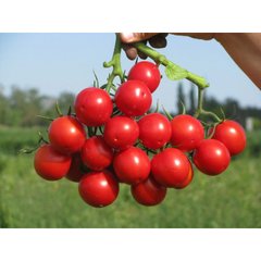 Руфус F1 - насіння томата, 25 000 шт, Esasem 55654 фото