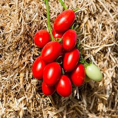 Санмино F1 - семена томата, 1000 шт, Syngenta 79111 фото