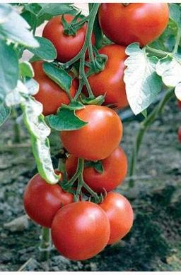 Панекра F1 - насіння томата, 500 шт, Syngenta 42218 фото