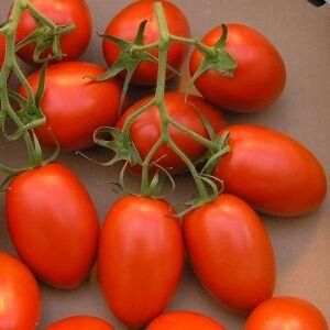 Діно F1 - насіння томата, 1000 шт, Clause 68852 фото