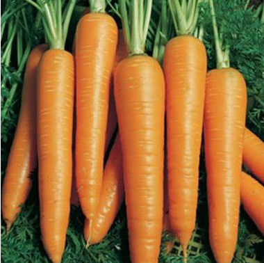 Вита Лонга - семена моркови, 500 г, Bejo 61870 фото