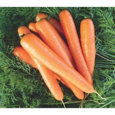 Брилианс F1 - семена моркови, 100 000 шт (1.4 - 1.6), Nunhems 13291 фото