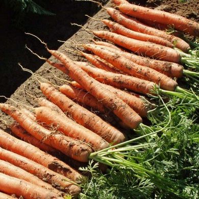 Наполи F1 - семена моркови, 1 000 000 шт (1.6-1.8), Bejo 61838 фото