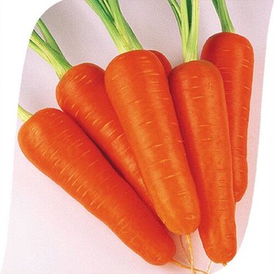 Абако F1 - насіння моркви, 1 000 000 шт (> 2.0), Seminis 773130477 фото