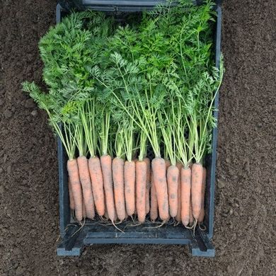 Наполі F1 - насіння моркви, 1 000 000 шт (1.6-1.8), Bejo 61838 фото
