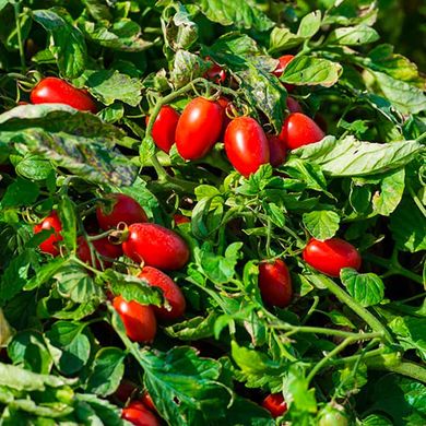 Санміно F1 - насіння томата, 1000 шт, Syngenta 79111 фото