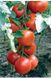 Панекра F1 - насіння томата, 500 шт, Syngenta 42218 фото 3