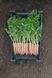 Наполі F1 - насіння моркви, 1 000 000 шт (1.6-1.8), Bejo 61838 фото 4