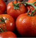 Панекра F1 - насіння томата, 500 шт, Syngenta 42218 фото 2