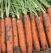 Наполі F1 - насіння моркви, 1 000 000 шт (1.6-1.8), Bejo 61838 фото 1