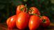Діно F1 - насіння томата, 1000 шт, Clause 68852 фото 3