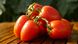 Діно F1 - насіння томата, 1000 шт, Clause 68852 фото 1