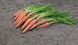 Вита Лонга - семена моркови, 500 г, Bejo 61870 фото 3