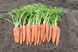 Вита Лонга - семена моркови, 500 г, Bejo 61870 фото 1