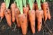 Морковь Шантане Роял, Griffaton 1085831117 фото 3